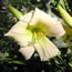 Hemerocallis Nanuq